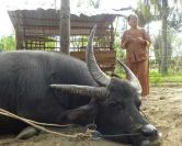 Lạ kỳ con trâu 3 sừng và trâu…lùn nhất thế giới?
