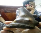 Lật tẩy kỹ nghệ độ sừng trâu thành sừng tê giác